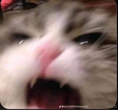 asian threesome onlyfans beautiful xxx pic