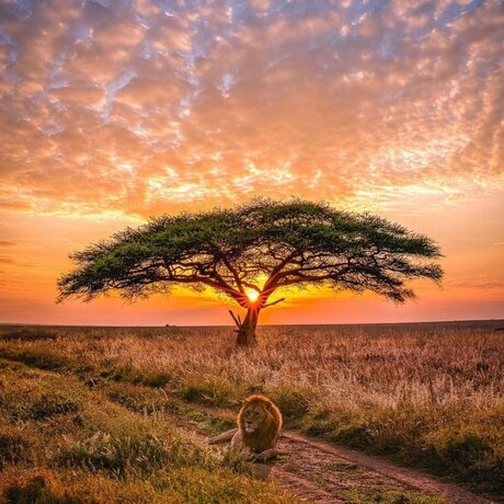 King Rah22_ pornstar nudes photo