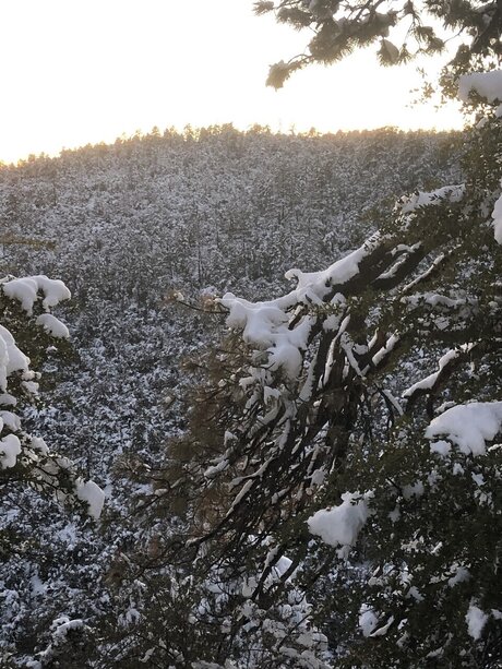 TommyBear model porn pic