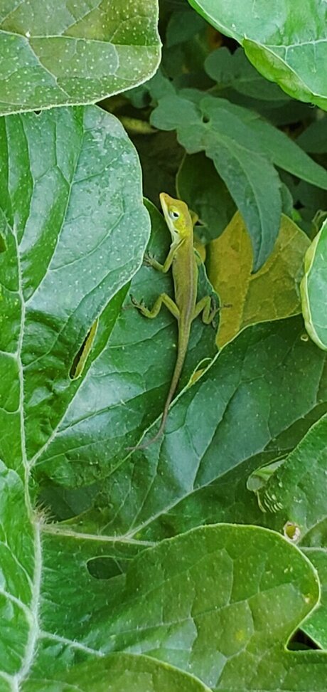 Sweet Velvet best actress photo