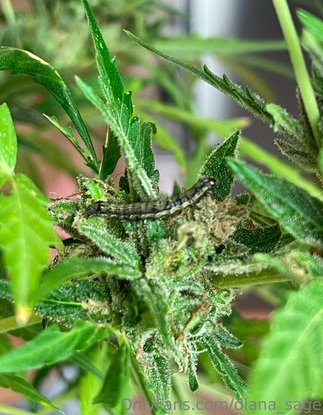 more than palnts model free img