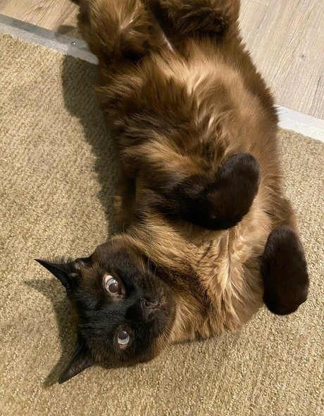 gangbang onlyfans sex pictures