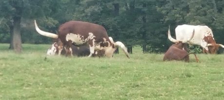 kittylee pornstar xxx img