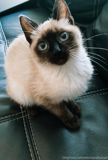 witchandhansel model picture