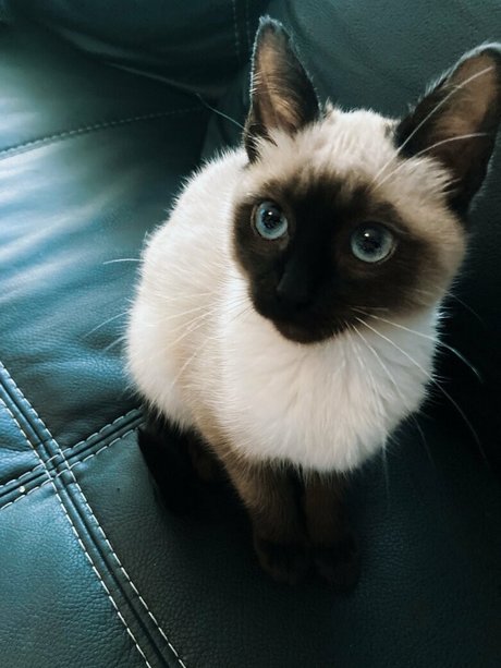 witchandhansel pretty star pictures