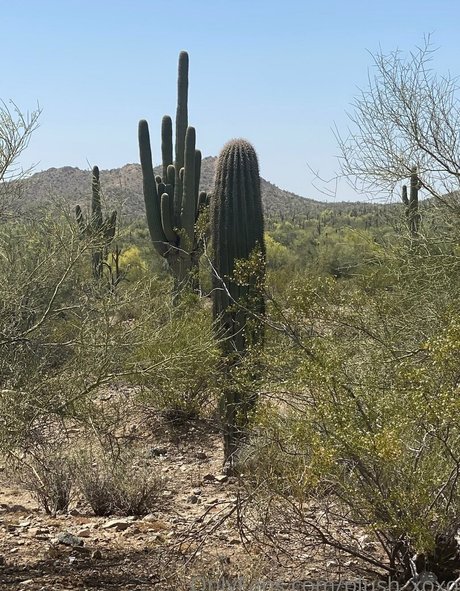 asian petite onlyfans porn galleries