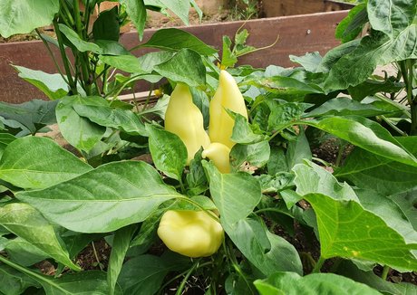 amateur wife onlyfans art nude archive