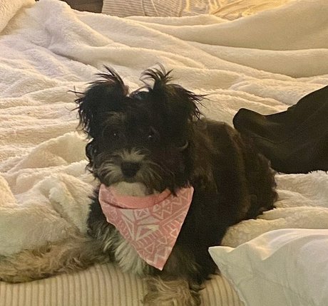 Sarai Fonseca high quality pornstar photo