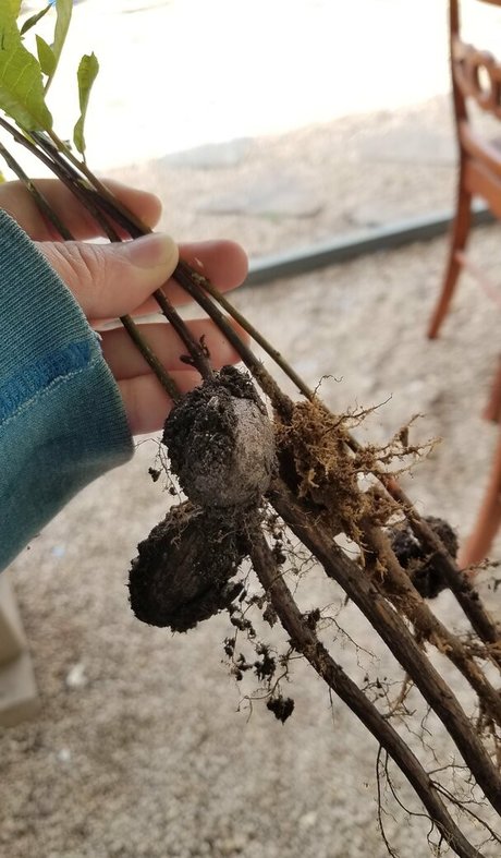 driftinggem nudes actress galleries