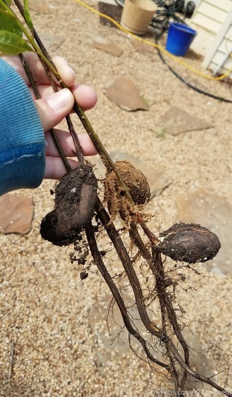 driftinggem pornstar exclusive galleries