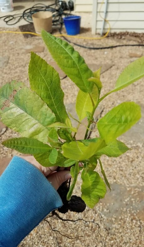 driftinggem nudes star pic