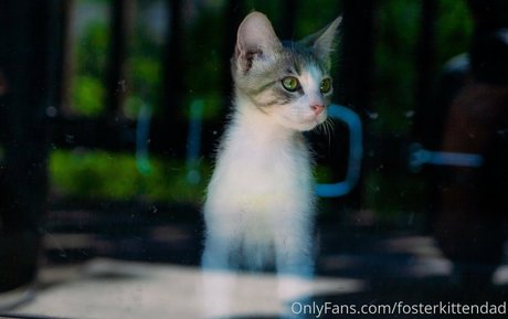 fosterkittendad pornstar pretty images
