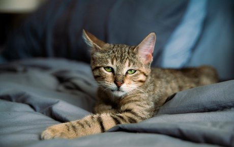 fosterkittendad beautiful pornstar pic