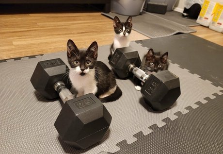 fosterkittendad pornstar naked gallery