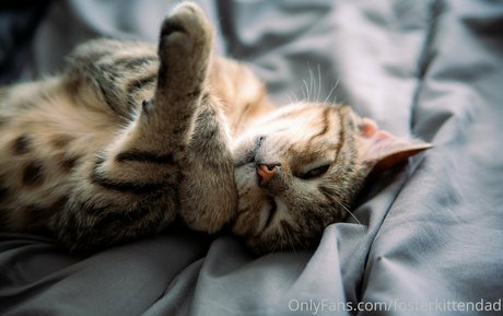 fosterkittendad model hot pic