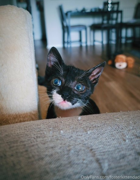 fosterkittendad hot star pic