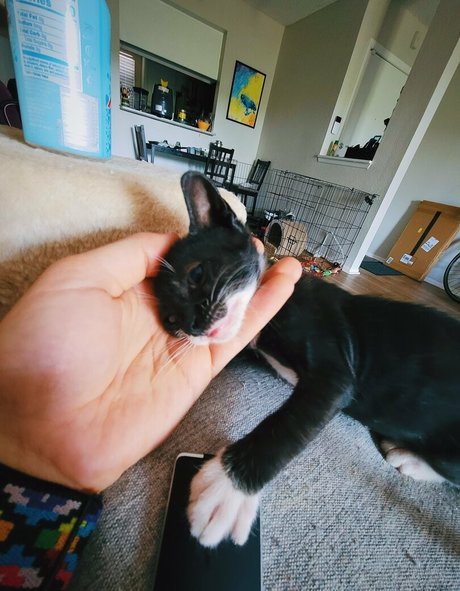 fosterkittendad pornographic model pictures