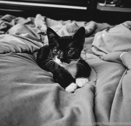 fosterkittendad adult actress photos