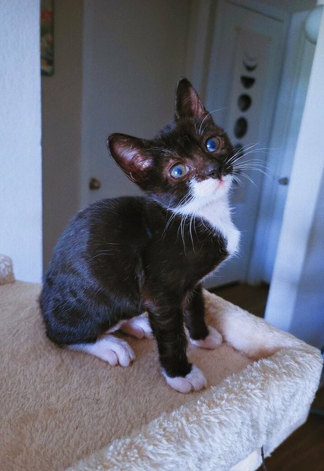 fosterkittendad xxx star pics