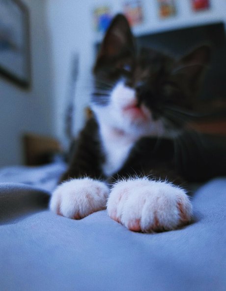 fosterkittendad pretty pornstar pic