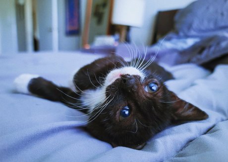 fosterkittendad erotic pornstar image