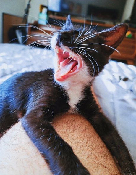 fosterkittendad model perfect photo