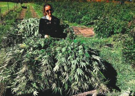 danceincannabis star sex img