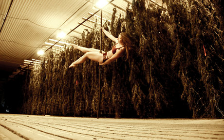 danceincannabis xxx pornstar archive