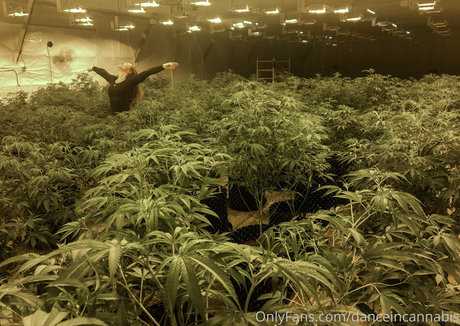danceincannabis model hd pic