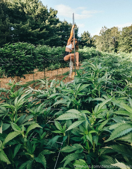 danceincannabis erotic star picture