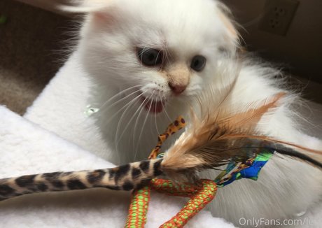 gay onlyfans pornos pic