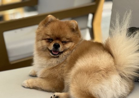 Maya Bulgarien erotic actress img