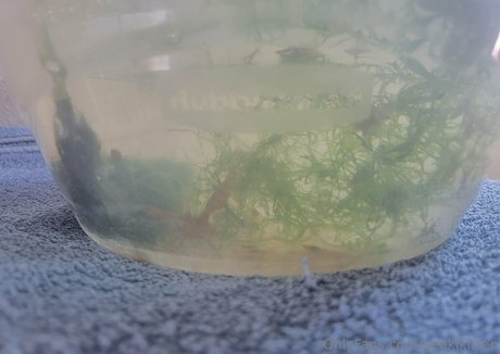 blowjob cum in mouth onlyfans sexy nude archive