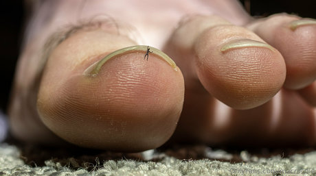 macrocole star hot picture