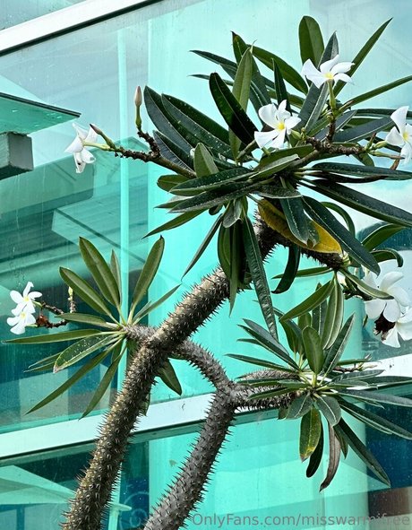 post op shemale onlyfans pretty images