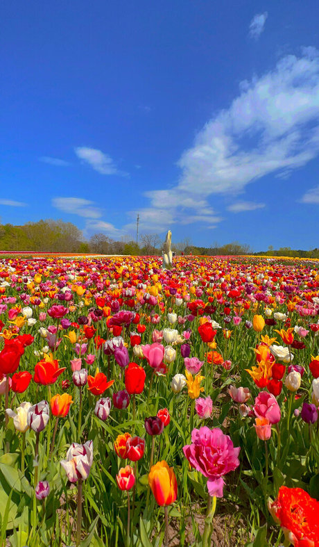 asian ebony onlyfans hd image