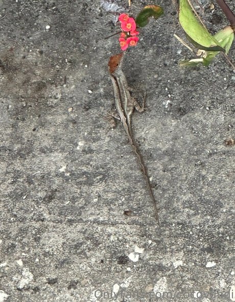 asian student onlyfans art porn pic