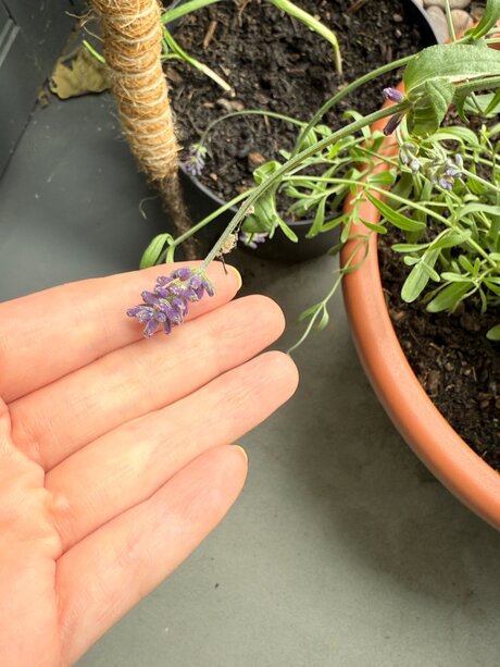 Evelynwhite star top archive