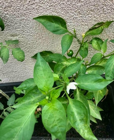 sweet 2002 perfect model photo