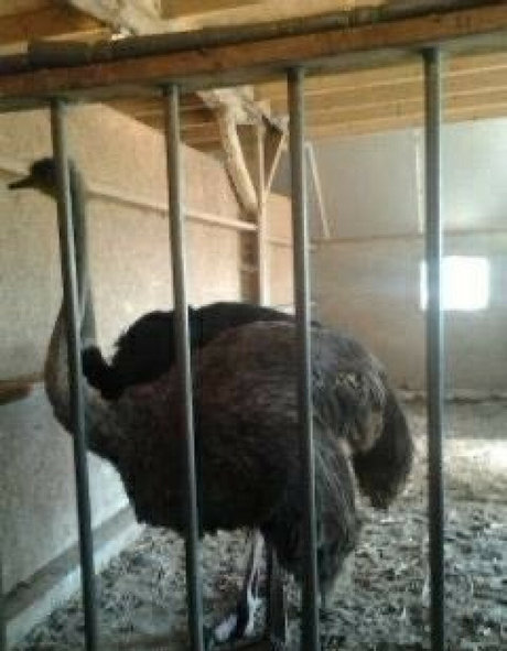 skinny black teen onlyfans adult pictures