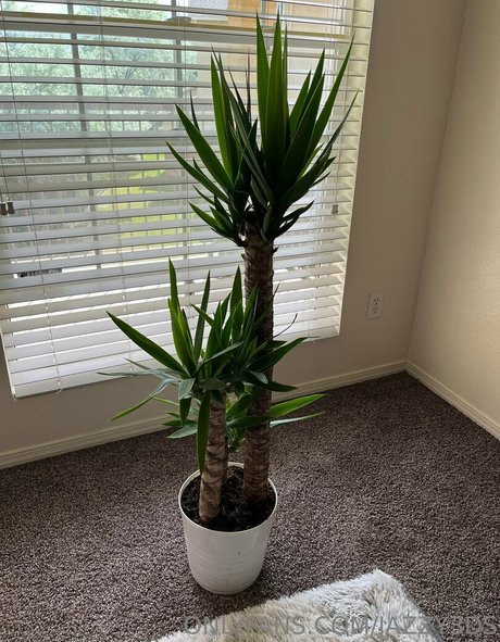 jazzy3ds beautiful star photos