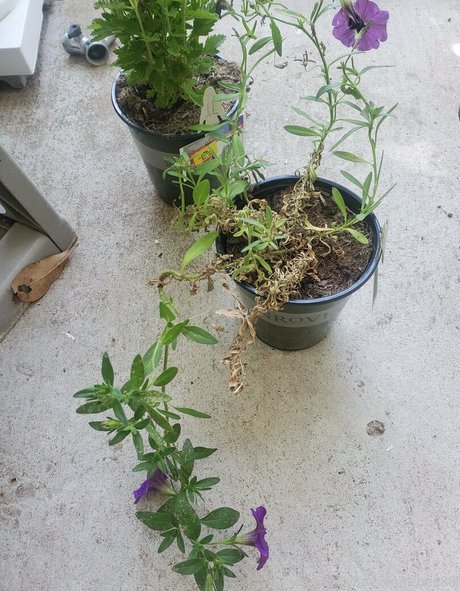 amateur wife onlyfans beautiful nude photo