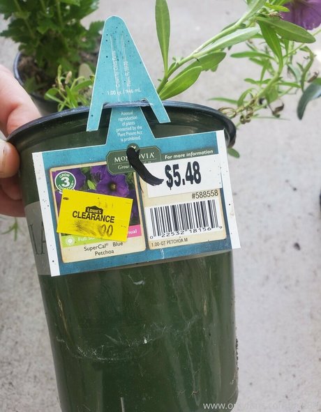 pregnant princess onlyfans sexy nude galleries