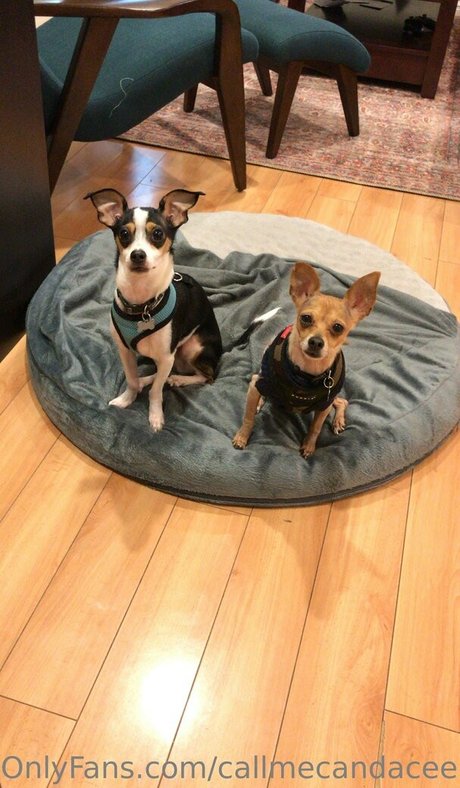 callmecandacee high quality actress pic