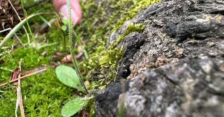 anal dildo onlyfans sexy nude photos