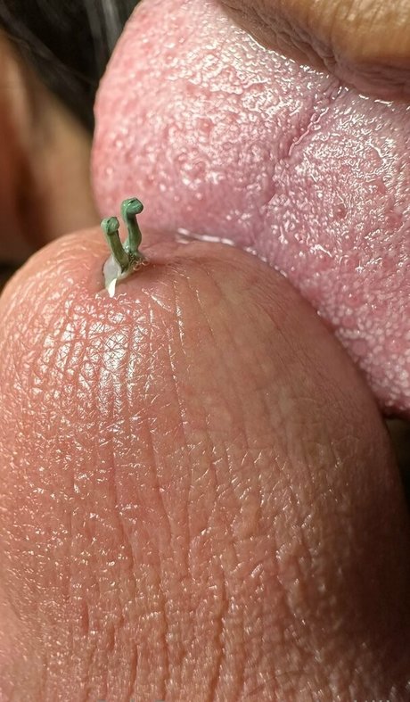 solecirilla pornographic actress archive