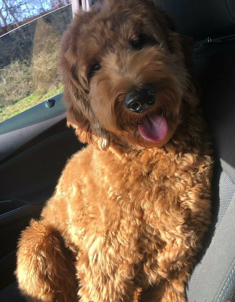 goodgirl 21 nudes pornstar pictures