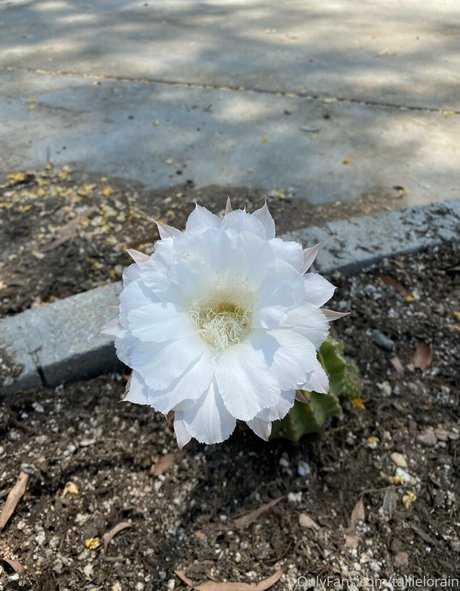 stripper onlyfans hot sexy archive