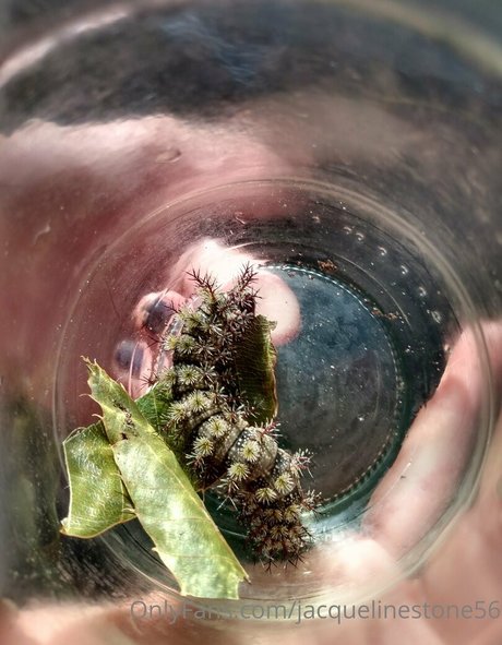 jacquelinestone56 star top photo