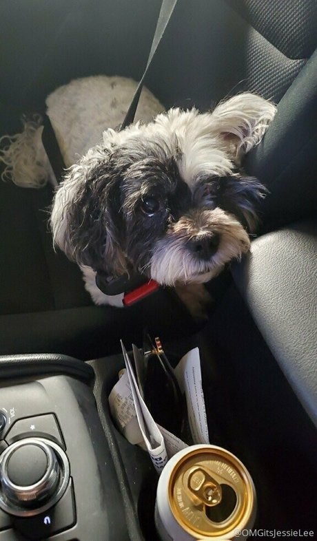 omgitsjessielee nude star image